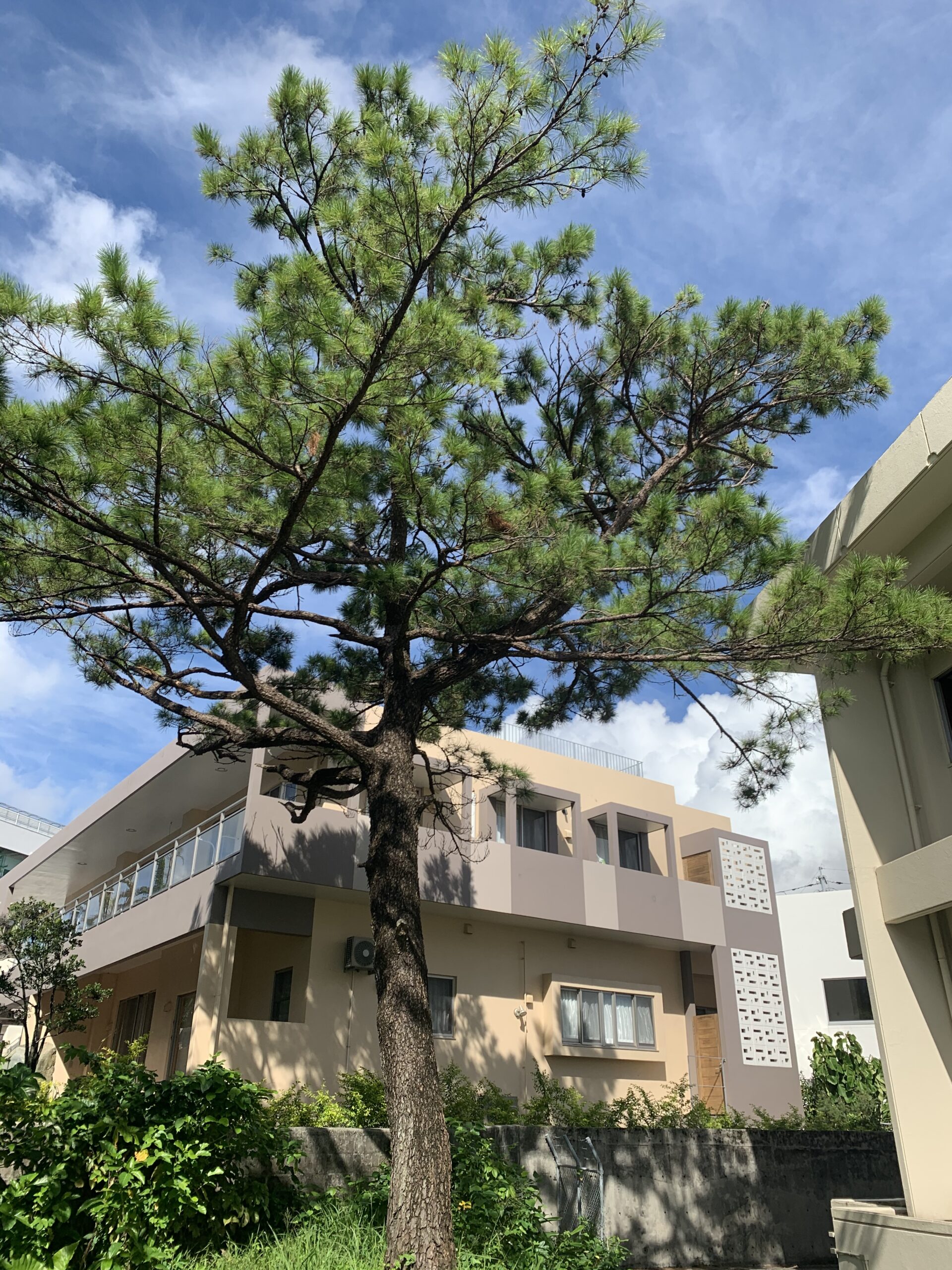 『与那原町』樹木伐採工事